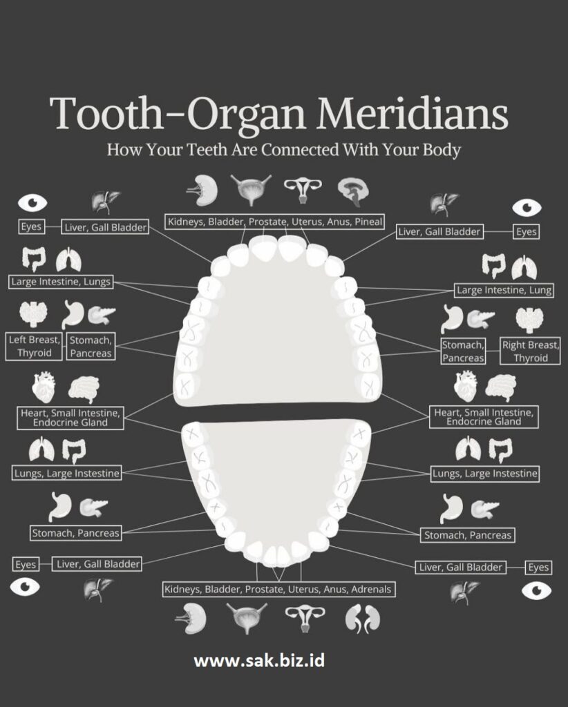 Tooth Organ Meridian System