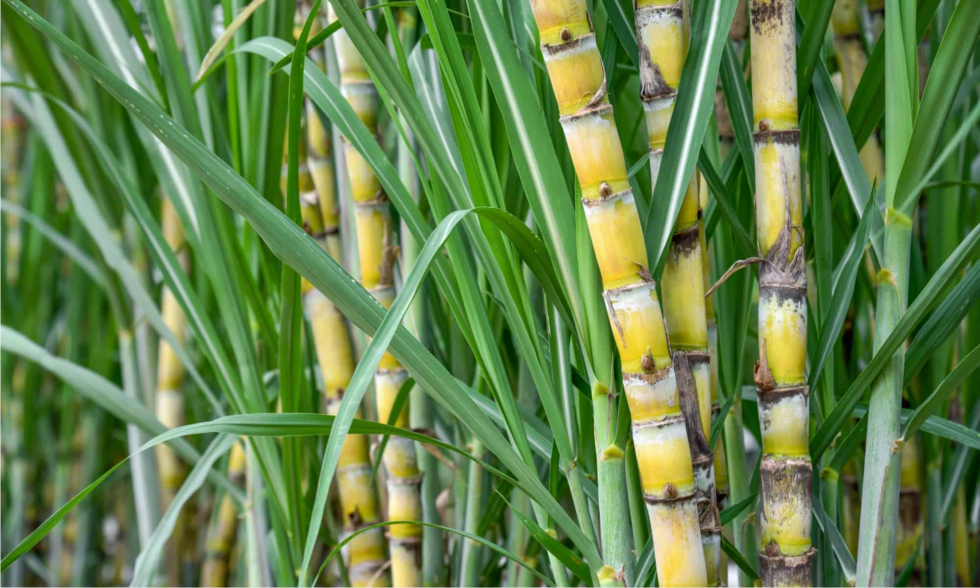 4 Benefits of Sugar Cane